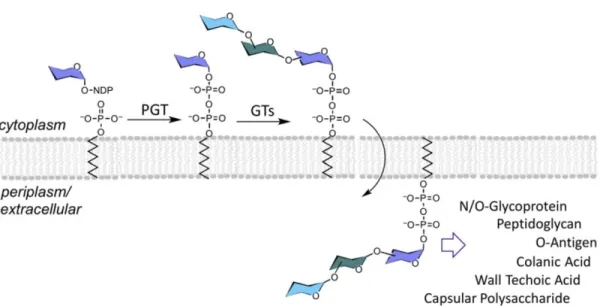 Figure 1. Phosphoglycosyl transferases (PGTs) initiate the biosynthesis of glycoconjugates at the  surface  of  cellular  membranes  by  forming  polyprenol-PP-linked  sugars  that  are  elaborated  by  glycosyltransferases (GTs)