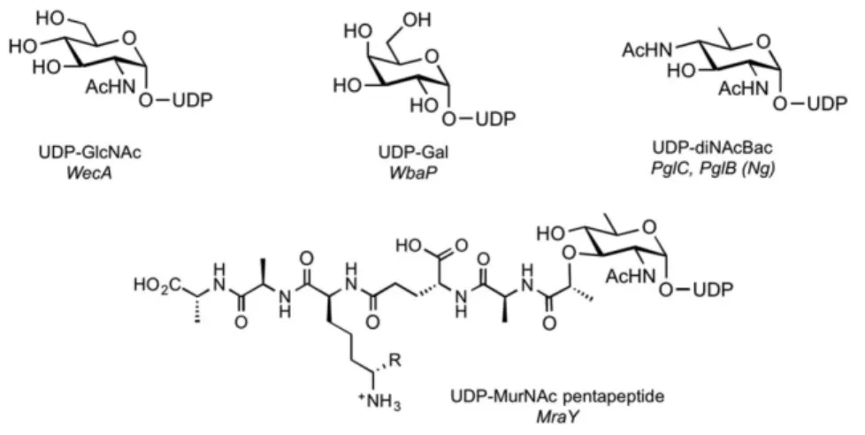 Figure 3. Structures of UDP-sugar substrates of PGTs. The PGTs that use each substrate depicted  are listed in italics (R = H or COOH)