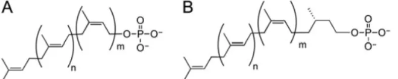 Figure 4. Structures of polyprenol phosphate substrates of PGTs. (A) Fully unsaturated polyprenol  phosphate and (B) Dolichol phosphate