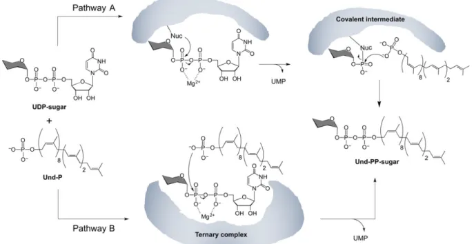 Figure 6. Potential phosphoglycosyl transferase reaction mechanisms. (A) Ping Pong mechanism  with  formation  of  a  covalent  enzyme-phospho-sugar  intermediate