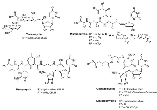 Figure 7. Structures of selected nucleoside antibiotics 