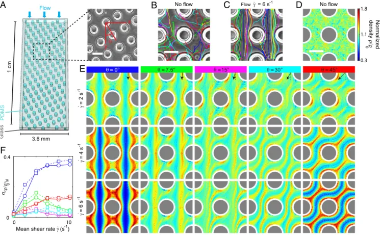 Fig. 1. Swimming bacteria scatter in microfluidic lattice flows forming filamentous density patterns