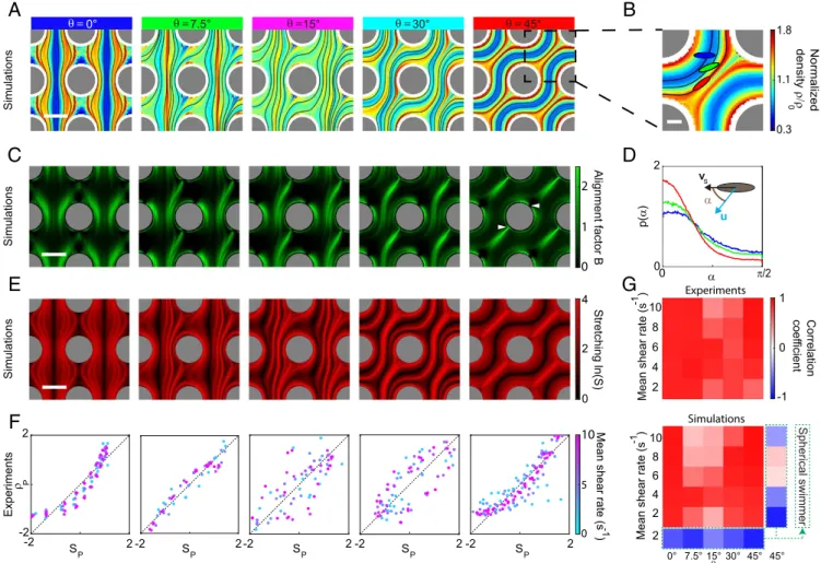 Fig. 2. Hydrodynamic alignment of bacteria drives filamentous density patterns. (A) Normalized cell densities from Langevin simulations ( γ ˙ = 6 s −1 ) capture experimentally observed densification patterns (cf