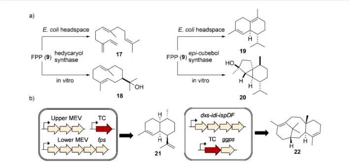 Figure 6: Functional TC characterization. a) Different terpenes were produced when hedycaryol (18) synthase and epi-cubebol (20) synthase were expressed in E