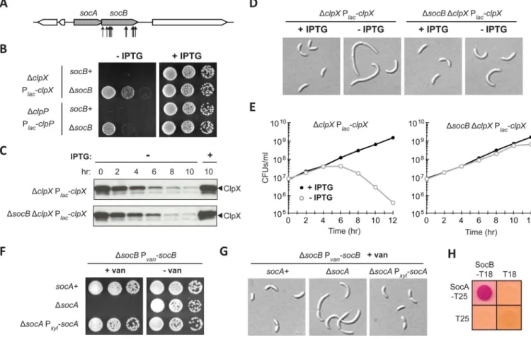 Fig. 1. Mutations in the Toxin socB Bypass ClpXP Essentiality