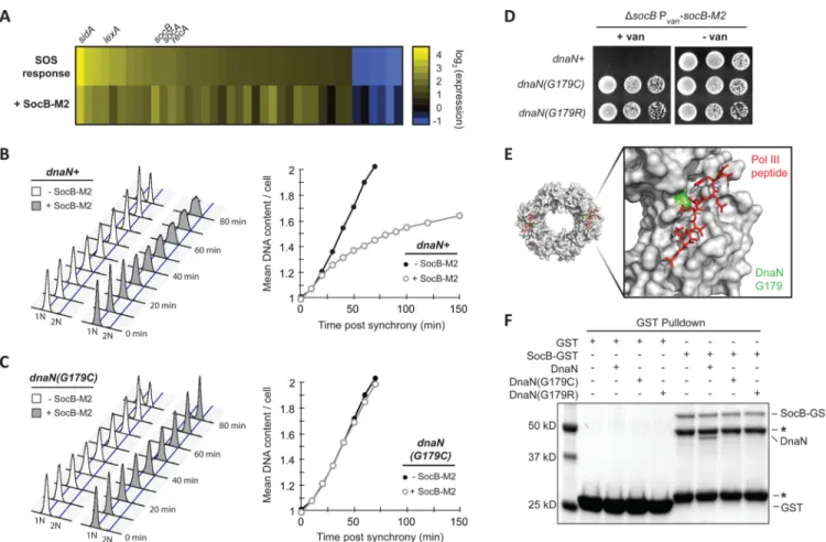 Fig. 3. SocB Blocks Replication Elongation Through an Interaction with DnaN