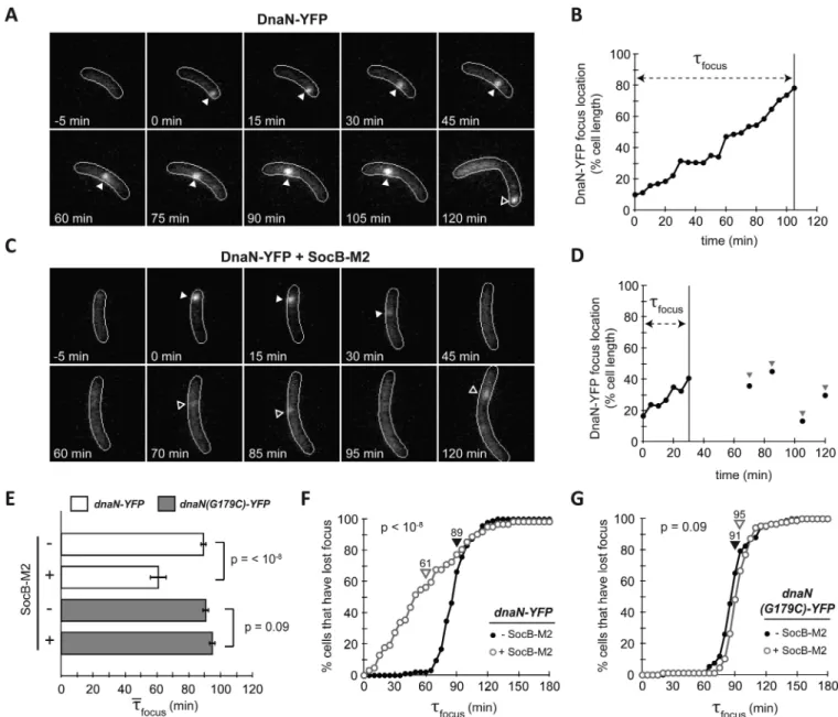 Fig. 4. SocB Induces Replication Fork Collapse