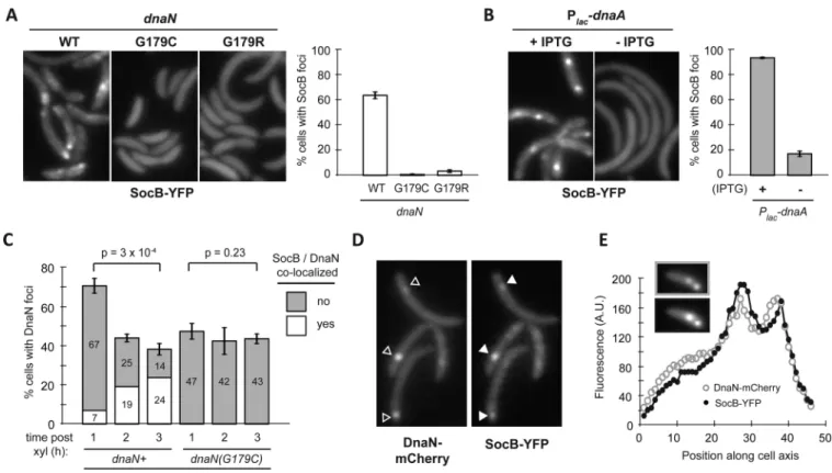 Fig. 5. SocB Forms Foci that Co-Localize with DnaN