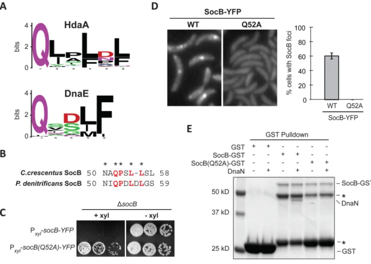Fig. 6. SocB Interacts with DnaN Through a Conserved Motif