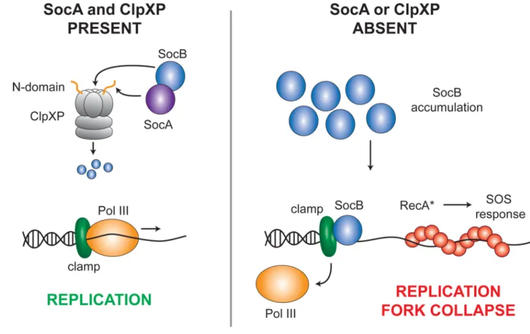 Fig. 7. Model for SocAB Function