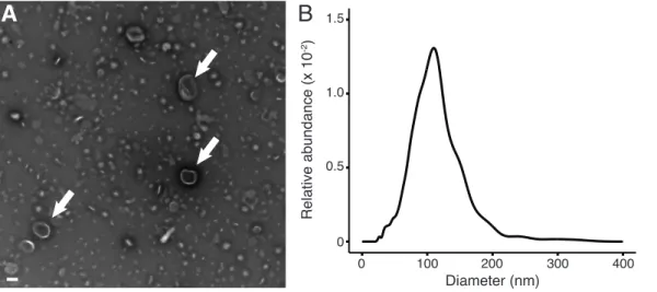 Fig. S2. Vesicles are also released by Synechococcus strain WH8102. (A) Electron 