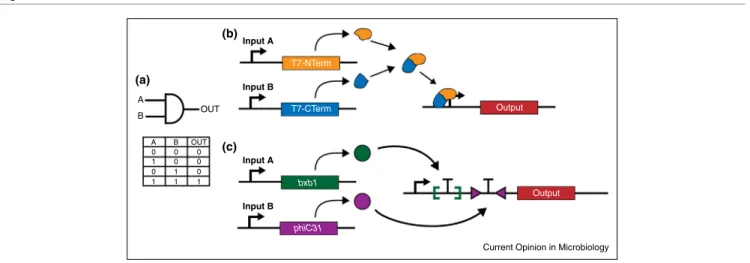 Figure 1 A (a) (b) A (c) 0 0 0 1 0 0 0 1 0 1 1 1BB OUTOUT Input A T7-NTermT7-CTerm Output Outputbxb1 phiC31Input BInput AInput B