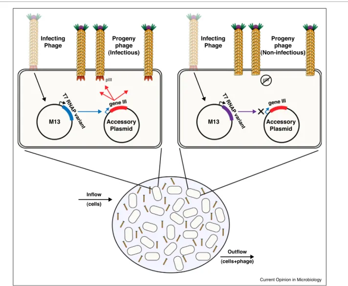 Figure 2 Infecting Phage pIII pIII T7 RNAP  variant T7 RNAP  variantProgenyphage(Infectious)InfectingPhage Progenyphage (Non-infectious) Inflow (cells)