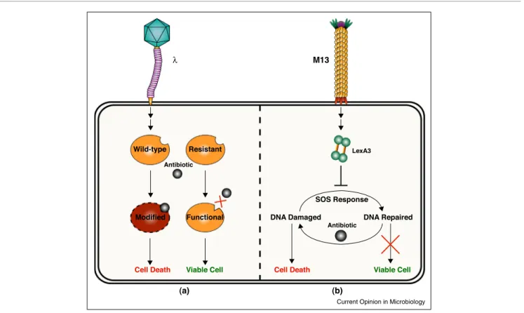 Figure 3 λ M13 LexA3ResistantWild-type Antibiotic Modified Functional SOS Response AntibioticDNA Damaged