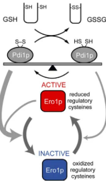 Figure  7.  A  balance  between  reduced  and  oxidized  Pdi1p  determines  ER redox homeostasis