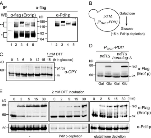 Figure  5.  Pdi1p-mediated  Ero1  regulation   in  vivo.  (A)  Pdi1p  forms  mixed  disulfide  with  the  Ero1p  regulatory  cysteines