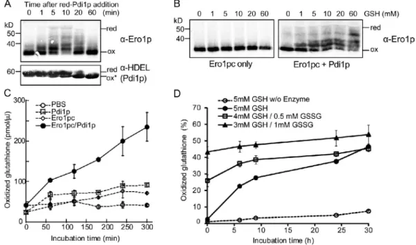 Figure 6.  A coupled Pdi1p/GSH system recapitulates Ero1p homeostasis in vitro. (A) Ero1p is only partially activated when Pdi1p is used as a substrate