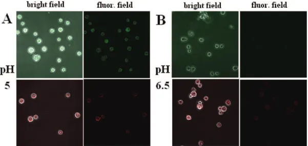 FIGURE 7. Cellular aggregation by the addition of CNC-RBITC (0.1 mg/mL). (A) 293 cells control cultures (no CNC-RBITC)