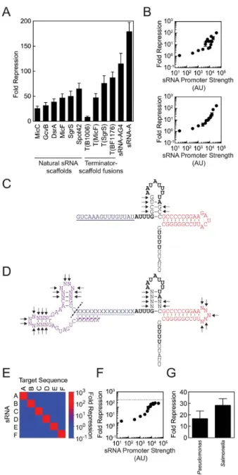 Figure 2. Optimization of sRNA-mediated gene knockdown against tar- tar-get sequences