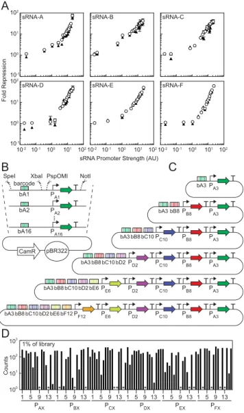 Figure 3. Pool assembly from differentially expressed sRNAs. (A) Repres- Repres-sion response for all six sRNAs against GFP (circles) and RFP (triangles) genes containing targets in their 5’-UTR