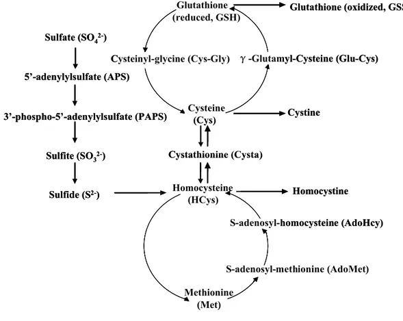 Figure 1. Flow diagram of sulfur metabolic pathways in yeast (adopted from  48, 49 )