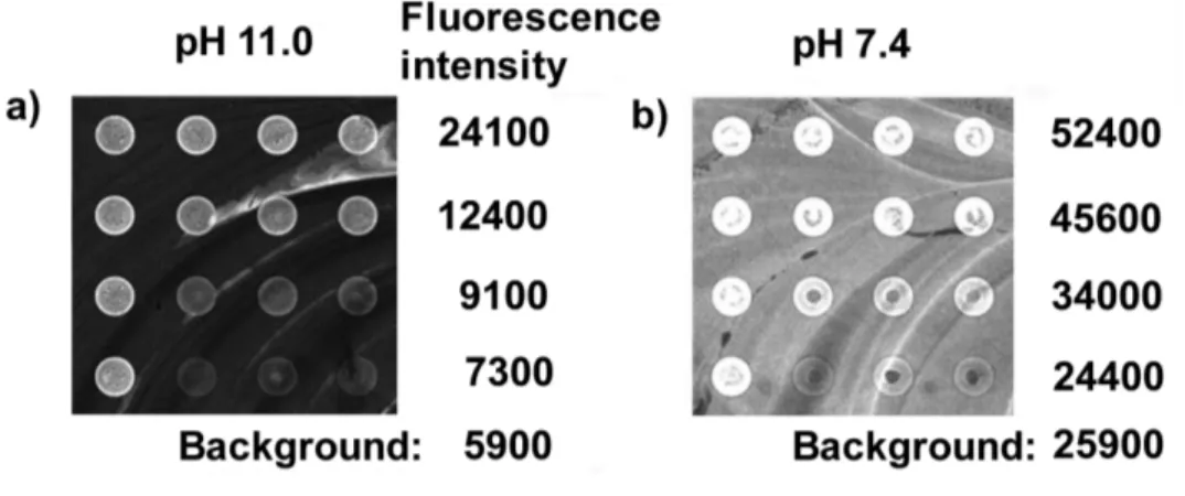 Figure 3. Fluorescence images of macroinitiator 8 bound to the test surfaces under different  alkaline conditions