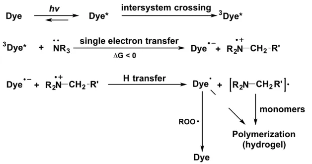 Figure S2. A current proposal for the mechanism by which eosin and tertiary amines initiate  radical polymerization of acrylate monomers