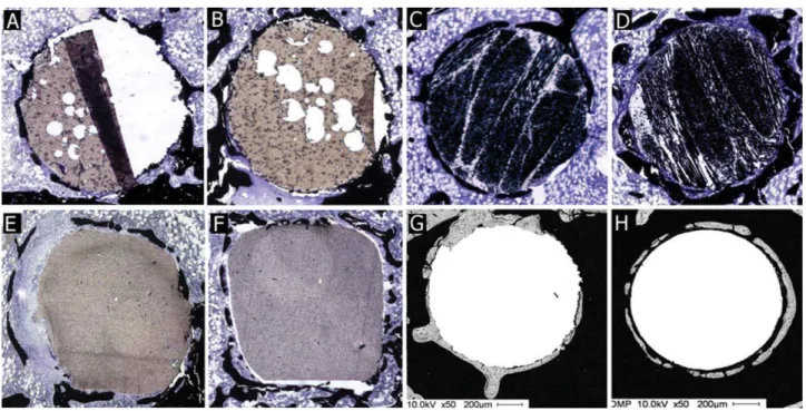 FIGURE 4. Tissue response to femoral implants. Overview of transverse sections of femoral implants after 6 weeks in situ