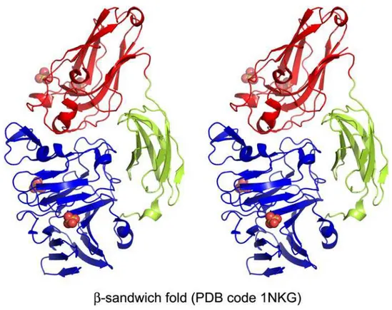 Fig. 6. β-Sandwich fold. The structure of PL4 rhamnogalacturonan lyase from Aspergillus aculeatus (PDB code 1NKG) contains three domains colored blue, green, and red, respectively