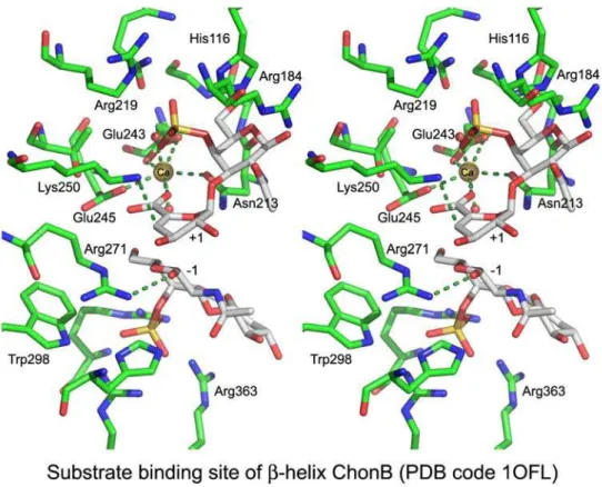 Fig. 9. The substrate-binding site of ChonB (PDB code 1OFL). The Ca 2 + ion (yellow ball) neutralizes the acidic group of +1 sugar; Lys250 is proposed to act as the Brønsted base and Arg271 as the Brønsted acid