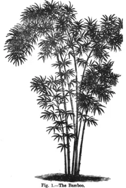 Fig.  1.-The  Bamboo.