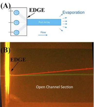 Figure 4. (A) Schematic of a partially sealed array. (B) Epifluorescence image of red beads ‘bumping’ at an angle to the flow direction given by the green dye jet