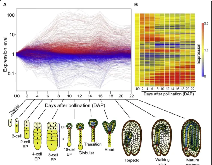 Figure 2 Transcriptional changes in S. chacoense ovules across an embryo developmental time course