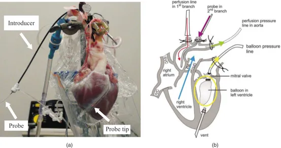 Figure 1共b兲 shows a schematic representation of the beat- beat-ing heart preparation. The red line indicates the inflow of perfusate through the first branch of the aorta