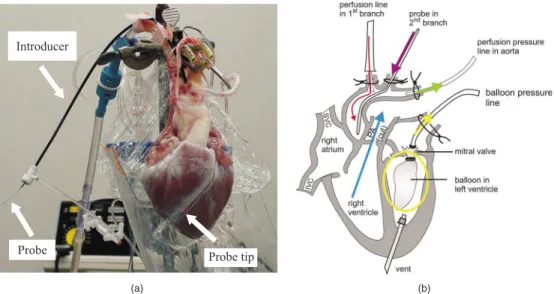 Figure 1共b兲 shows a schematic representation of the beat- beat-ing heart preparation. The red line indicates the inflow of perfusate through the first branch of the aorta