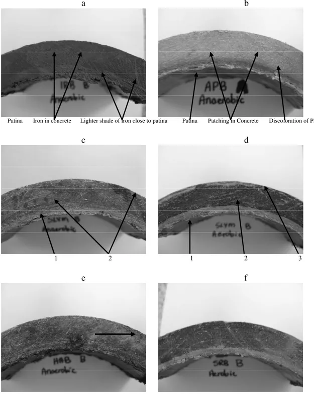 Fig. 4 AC segments after 10 days cultivation in:  (a), IRB in anaerobic conditions; (b), APB in anaerobic  conditions; (c), SLYM in anaerobic conditions, c1: layer of discoloration immediately behind the  patina 4-6 mm, and c2: discolored patches within th