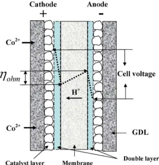 Fig. 11. Scheme of Co 2+ ions moving through the membrane against its potential gradient