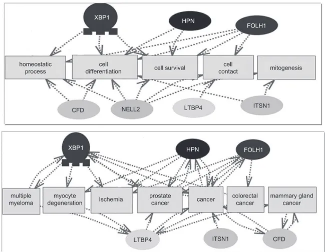 Figure 9.  Pathway Studio 5.0 analysis of the literature connections between genes from the presented biomarker panel and cancer-related proc- proc-esses and terms.