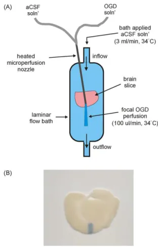 Fig. 1. Experimental design of the in vitro focal ischemia model. (A) Representative drawing of the experimental setup