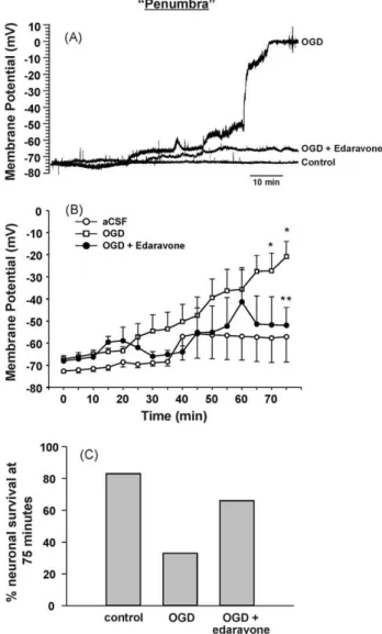 Fig. 4. The effect of OGD within the core can be modulated by neuroprotectants.