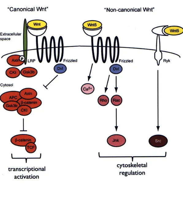 FIGURE 4 &#34;Canonical Wnt&#34; &#34;Non-canonical Wnt&#34; Extracellular space LRP Cytosol 7 I L  