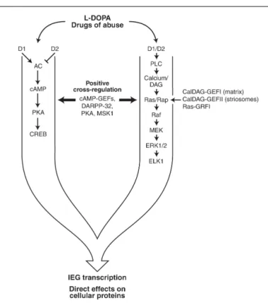 FIGURE 2 | Simplified diagram of the protein kinase A (PKA) and extracellular signal-regulated kinase/mitogen-activated protein kinase (ERK1/2; MAPK) signaling cascades
