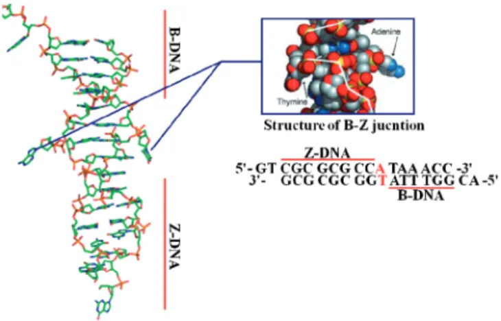 Figure 1. Crystal structure of the B–Z junction. Extruded bases at the junction are colored in red in the sequences