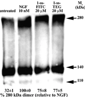 Fig. 5. NGF and 1-ss induce/stabilize cross-linking of TrkA dimers. NIH-TrkA cells were studied