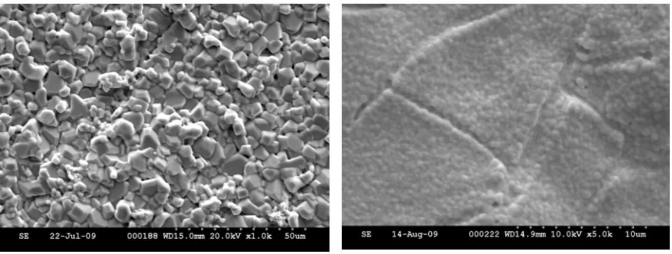 Fig. 3: SEM micrographs of the top surfaces of the coated samples after exposure in air at  1000°C for 168 hours 