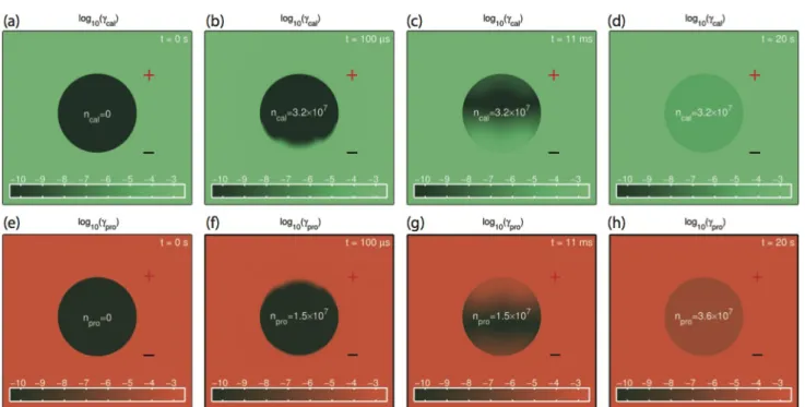 Fig. 4 The logarithm of calcein and propidium concentrations, c cal and c pro , is     shown     at        t = 0 s ( a, e),       t  ¼  100 ls     ( b, f), t = 11 ms  ( c, g), and t = 20 s (d, h) for the 1.5 kV/cm, 100 ls pulse