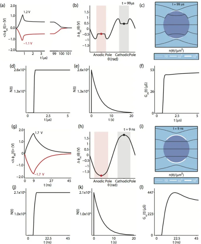 Fig. 2 Electrical and poration behavior for a 1.5 kV/cm, 100 ls pulse (a–f) and a 40 kV/cm, 10 ns pulse (g–l)