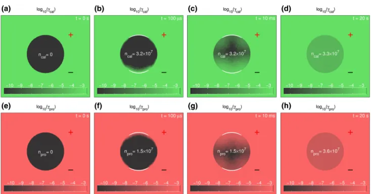 Fig. 4 The logarithm of calcein and propidium concentrations, c cal