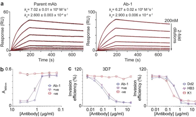 Figure 2.  Ab-1 binds basigin with high affinity, blocks the PfRH5–Basigin interaction in vitro, and inhibits erythrocyte invasion by multiple  P