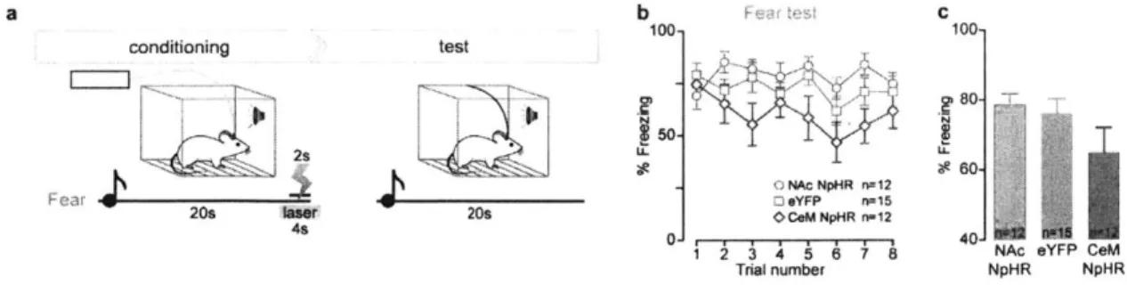 Figure S6.  Tone-evoked  freezing  behaviour following  inhibition of CeM  or NAc  projectors during auditory fear  conditioning.
